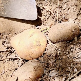 周末搬土🪨刨土豆🥔种紫薯🍠...