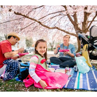 待樱花🌸开时，和家人一起去樱花树下野餐吧...
