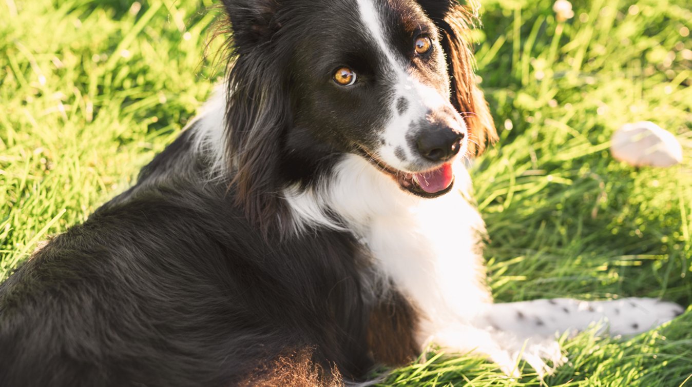 微众测｜Rover-家有萌宠必备APP