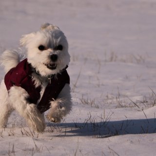 冬天要穿衣服的小白狗...