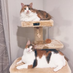 兩隻貓主子最愛待的family room