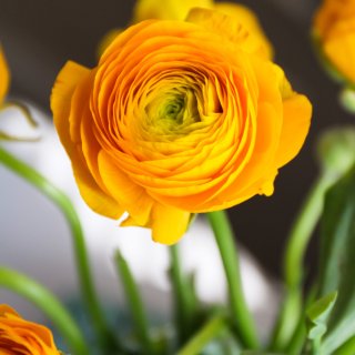 与春天相遇，给家里添点色彩｜橙黄色洋牡丹...
