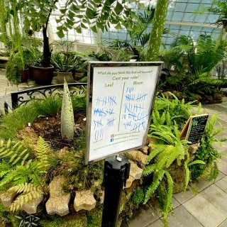 🌱三藩市免費🆓參觀溫室植物園🌱...