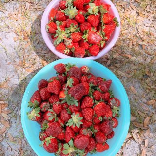 带孩子们第一次摘草莓🍓...