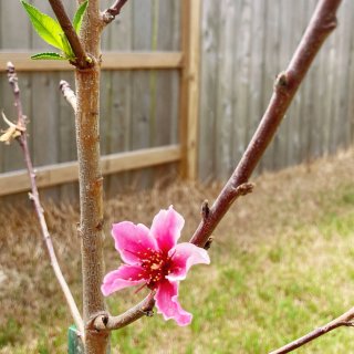 🌸四月你好：迎接小桃花树回家🥳如何原地种...