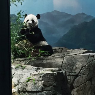 Panda 熊猫