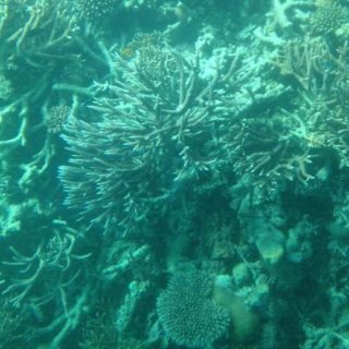 澳洲大堡礁