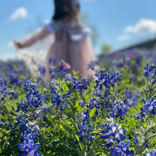 一年一度看德州州花 蓝帽花...