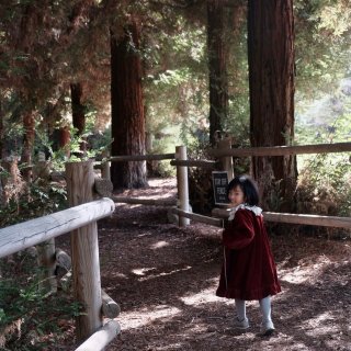 南加州|童话秘境般的红杉林公园...