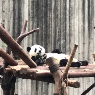 平躺滴熊猫