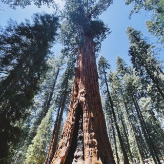 Sequoia National Par...