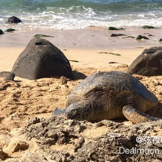 夏威夷日记4⃣️：北岸看海龟实录🐢公车赏...