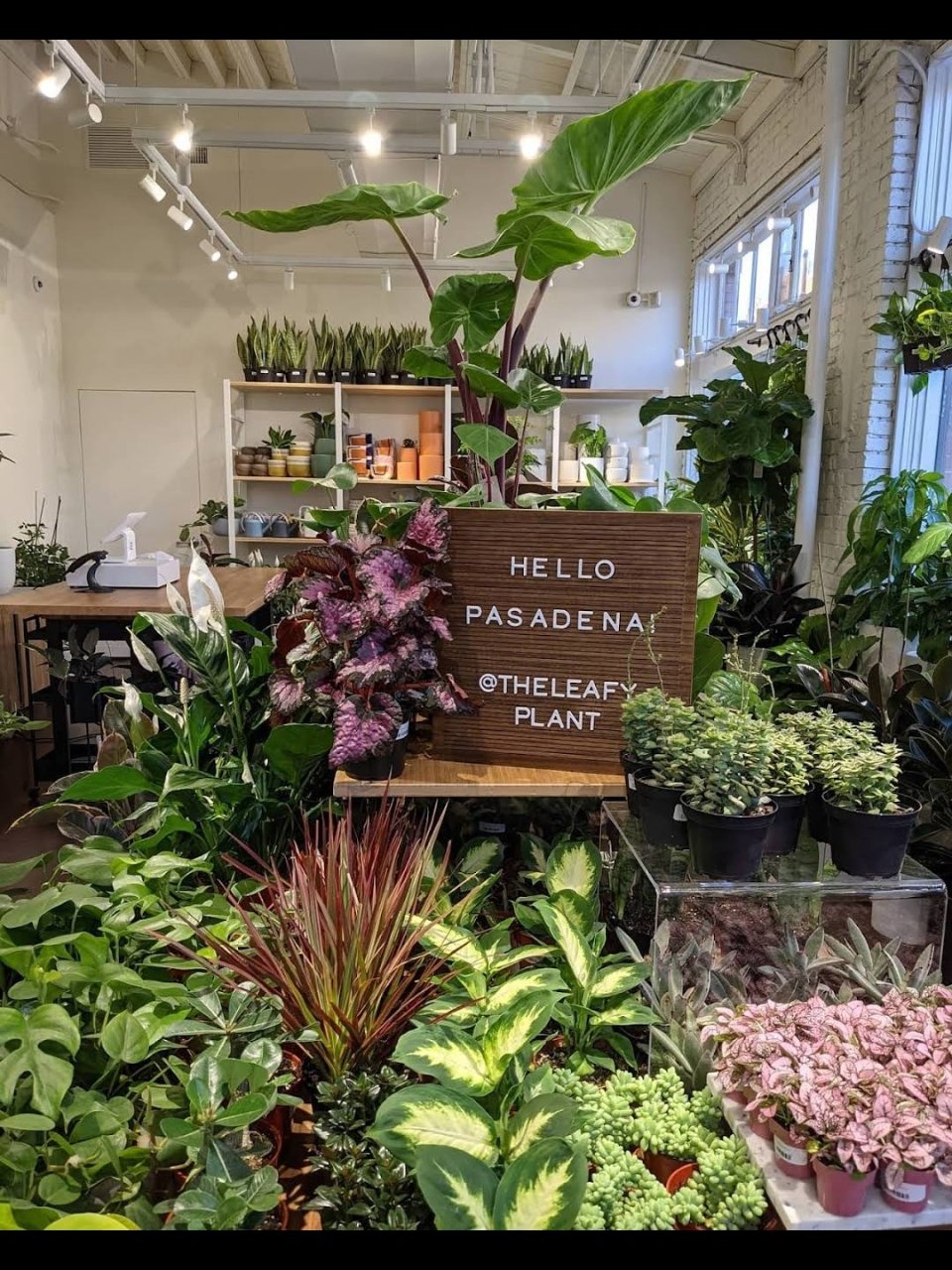 Pasadena宝藏植物小店LEAFY☘...