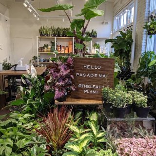 Pasadena宝藏植物小店LEAFY☘...