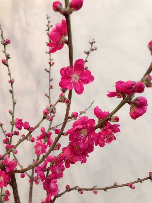 花开富贵，大吉大利