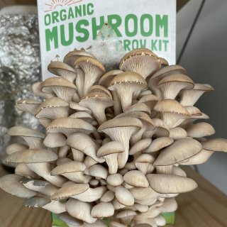 Back To The Roots Organic Mushroom Grow Kit : Target