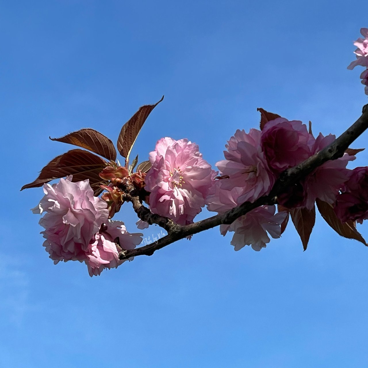 春天花會開｜故事裡的小粉花· 山櫻花盛開...