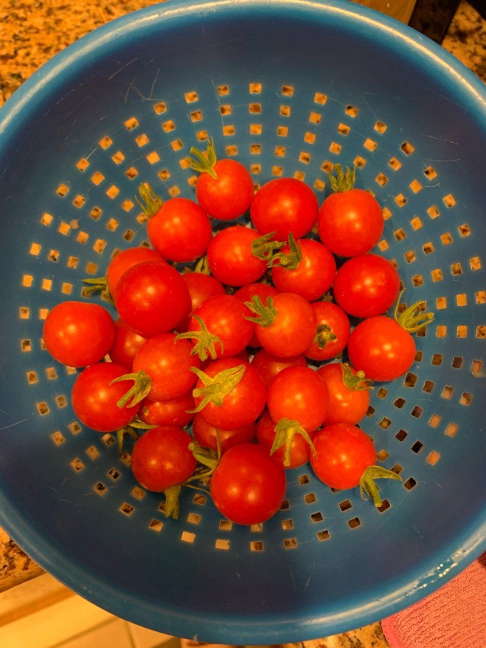 后院的西红柿🍅...