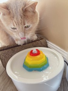 猫主子也爱“彩虹喷泉”｜Petlibro陶瓷饮水机微众测