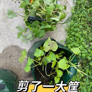 红薯🍠叶子&土豆🥔一箩筐｜大丰收...