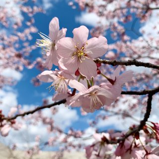 賞櫻花好去處｜春日裡的一片花海🌸🌸🌸...