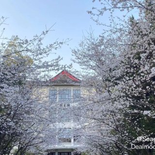 云赏樱🌸，烟花三月南林校园最美的风景...