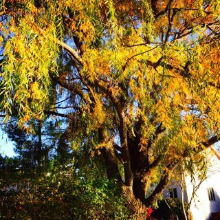 背景墙：初秋的色彩。。。...