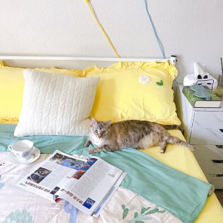 和猫猫同睡一张床的夏天...