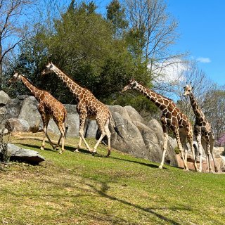 Carolina Zoo——周末好去处...