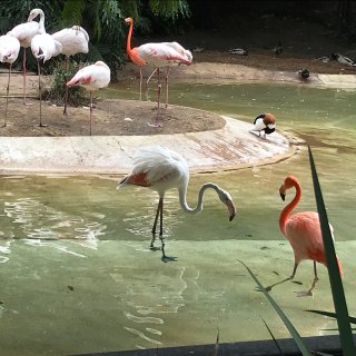 金币雨3:圣地亚哥动物园太好逛...