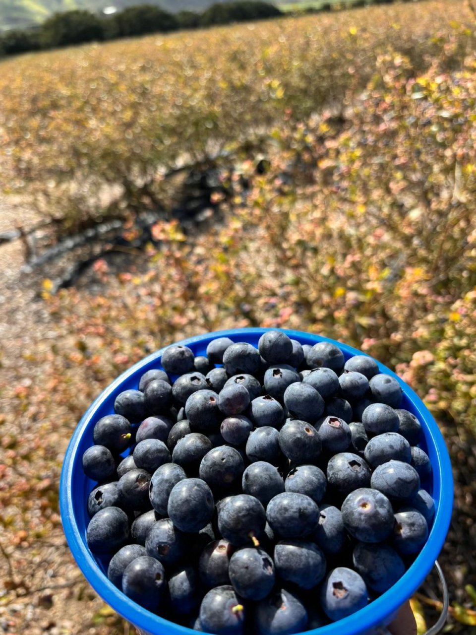 蓝莓农场