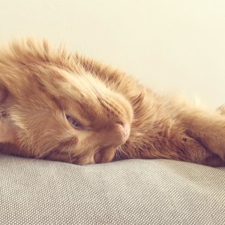 一个猫能睡成啥样儿？😃🌚...
