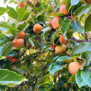 【火红橙黄的柿子挂满枝头，满是秋日里收获...