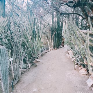 棕榈泉之行2⃣️ 可爱有趣的沙漠植物园...