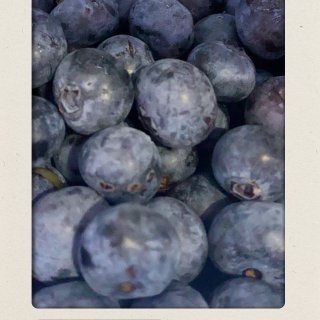 【Local周边分享】蓝莓U-Pick...