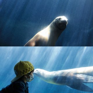 水族馆+观鲸，一站式服务...
