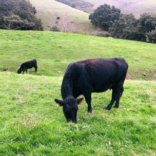 出游｜牛儿在山坡吃草🐂，人儿在草地拍照📷...