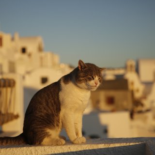 旅行中的小美好｜谁能不想希腊的海和猫咪🐱...