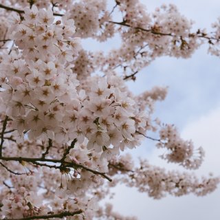 【西雅图樱花季】春天专属的樱花照🌸...