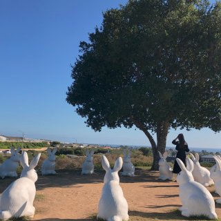 尔湾🐰找可爱的小兔子公园⛲️...