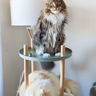是旋转书架，是猫爬架，还是小边桌！变形金...