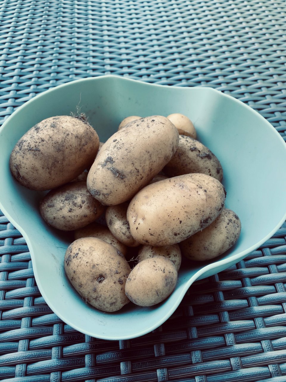 随手种土豆