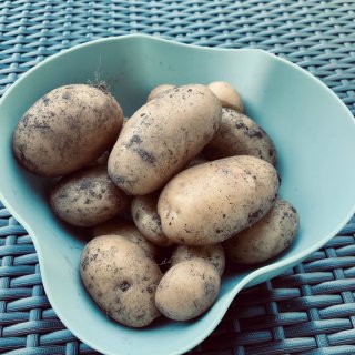 随手种土豆