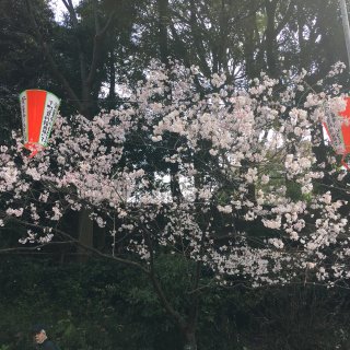 日本樱花🌸
