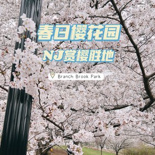 🌸纽约周边赏樱花胜地｜免费噢～...