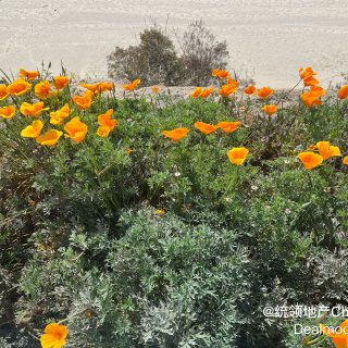 春天4-California poppy...