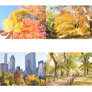 秋天的中央公园美哭啦！🍁🍁🍁