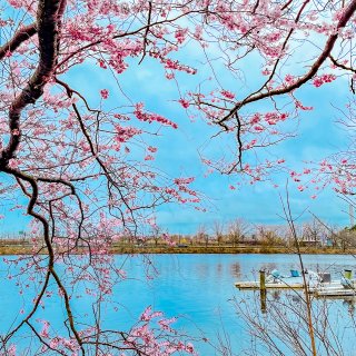 波士顿｜🌸樱花树下赏花开...