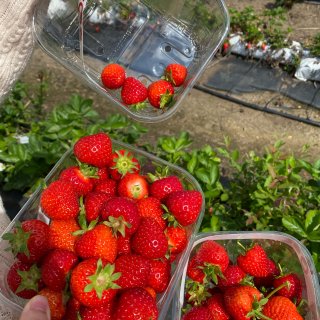 鲜艳的草莓季到了～...