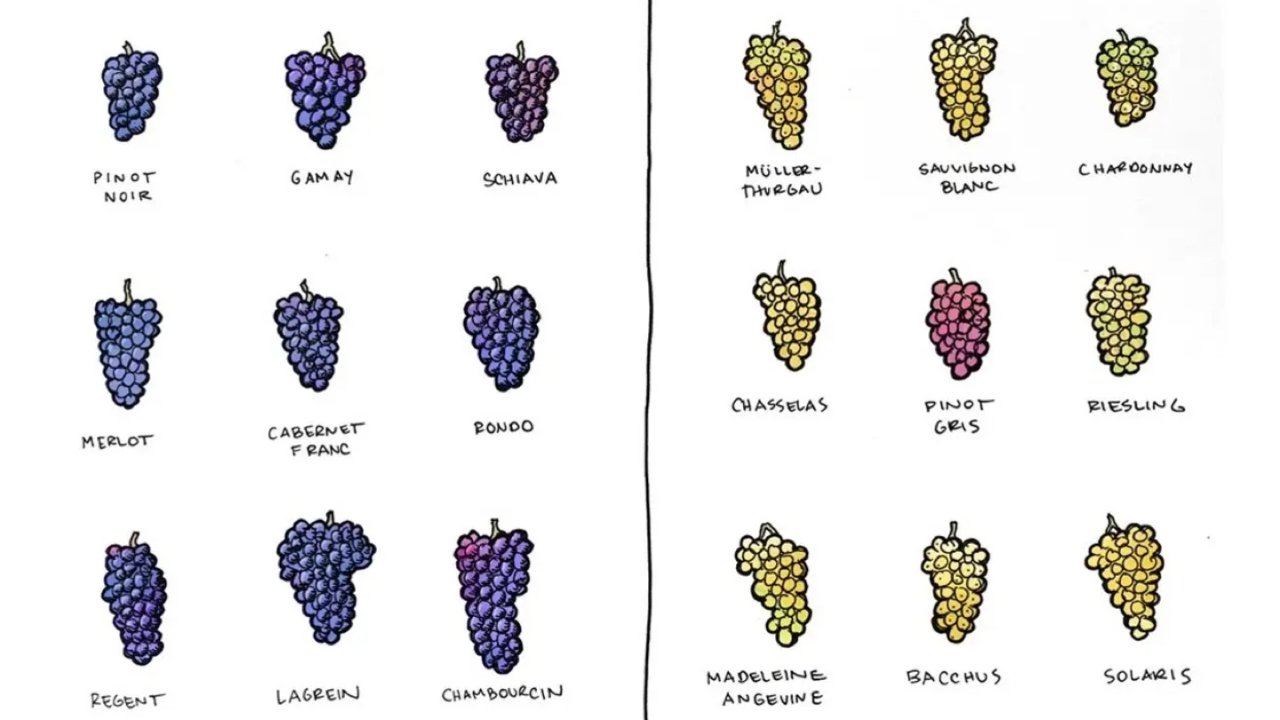 一分钟搞定White Wine葡萄分类| 干白葡萄种